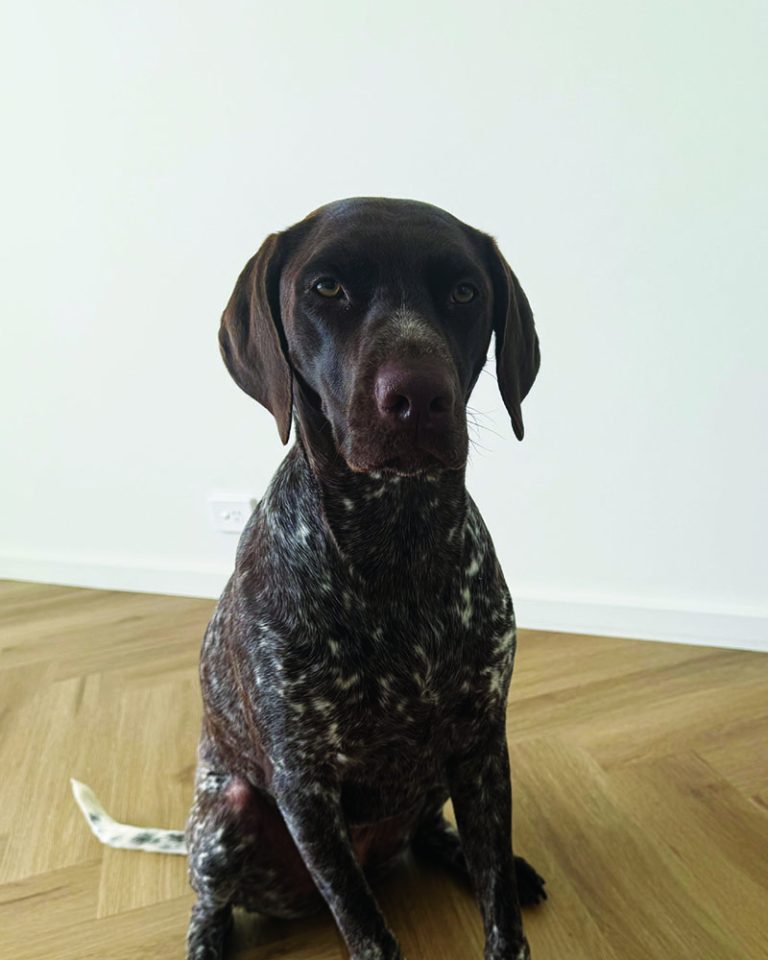 SunnySite Dog